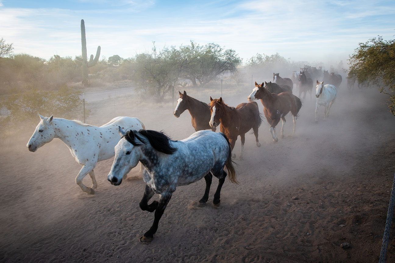 Rancho De Los Caballeros 0516